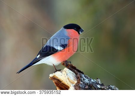 The Bullfinch, Common Bullfinch Or Eurasian Bullfinch (pyrrhula Pyrrhula) Sitting On The Branch With