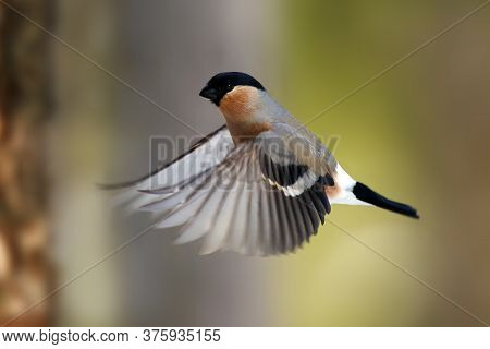 The Bullfinch, Common Bullfinch Or Eurasian Bullfinch (pyrrhula Pyrrhula) Flying In Forest. A Unique