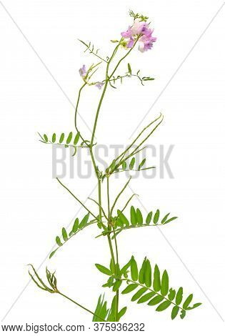 Securigera Varia Or Coronilla Varia, Commonly Known As Crownvetch Or Purple Crown Vetch. Isolated On