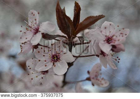 Spring At Its Peak Of Flowering.
Showing A Tree Completely Full Of Flowers And In This Way Decoratin