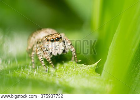 Green-eyed Spider Salticidae Hunting On A Green Leaf,
