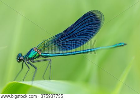 Blue Dragonfly Calopteryx Splendens On A Green Meadow