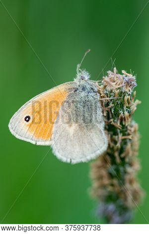 Gray-orange Butterfly On The Meadow, Green Background