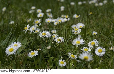 Daisies In The Field Of Madrid

Playing With Depth Of Field With Nature In A Madrid Park.