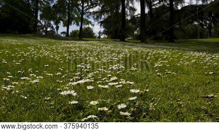 Daisies In The Field Of Madrid

Playing With Depth Of Field With Nature In A Madrid Park.