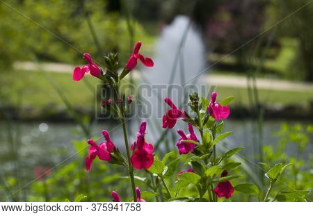 Spring At Its Peak Of Flowering, Teaching Its Maximum Splendor.
