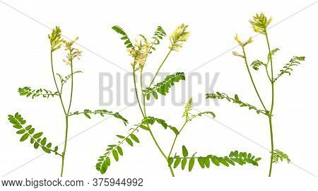 Astragalus Glycyphyllos Or Liquorice Milkvetch, Wild Liquorice, Wild Licorice. Isolated