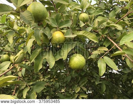 Freash organic guavas on the tree from an agricultural farm. Close up of guava fruits hanging fronm the branch.