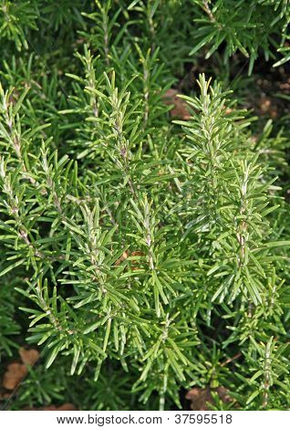 Mediterranean Rosemary Plant To Put In Roast