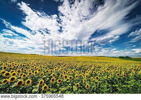 Sunflower Field Landscape, Yellow Flower Heads In Bloom