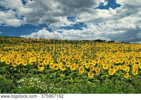 Sunflower Field Landscape, Yellow Flower Heads In Bloom