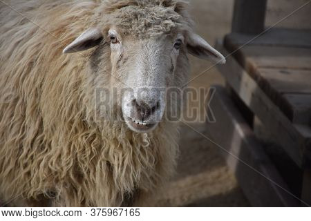 Farmyard Sheep With An Underbite And A Wooly Coat.