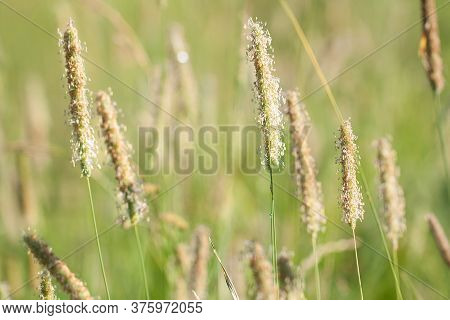 Fresh Flowering Spikelet Grass Phleum In A Summer Sunny Field Or Meadow