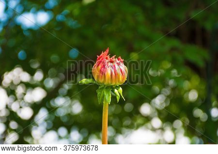 The Bud Of An Aitara Bronwyn Dahlia. This Herbaceous Fimbriated Laciniated Perennial Flower Was Phot