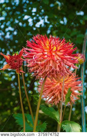 The Large Flowers And An Opening Bud Of An Aitara Bronwyn Dahlia. This Herbaceous Fimbriated Lacinia
