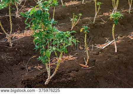 Cassava Tree Growth In Planting Farm, Manioc Or Tapioca Planting Field