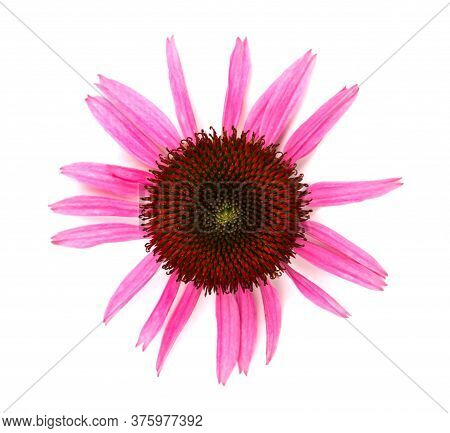 Echinacea Flowers Close Up Isolated On White Backgrounds. Medicinal Herbs.