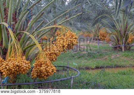 Bunch Of Palm Fruit Thailand. Agriculture Economy / New Season Dates On A Date Palm Tree