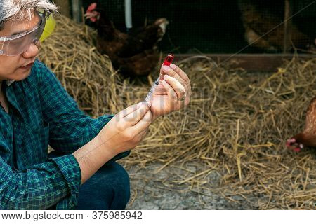 Asian Male Famers Going To Vaccinate Prevent The Epidemic, Keep The Chickens He Fed On The Farm, To 