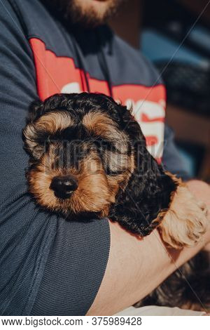 Close Up Portrait Of A Cute Two Month Old Cockapoo Puppy Relaxing In The Owners Lap On A Sunny Day, 