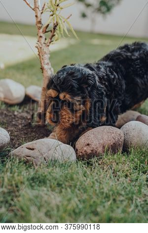 Cute Two Month Old Cockapoo Puppy Digging The Ground Under A Small Tree In The Garden, Selective Foc