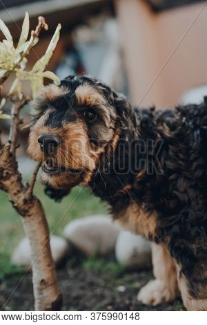 Cute Two Month Old Cockapoo Puppy Caught Chewing A Branch Of A Small Plant In The Garden, Looking At