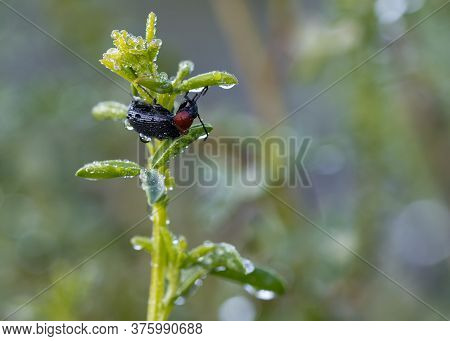 Heliotaurus Ruficollis. Beetle Photographed In Its Natural Environment.