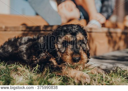 Cheeky Two Month Old Cockapoo Puppy Caught Eating Grass In The Garden, Guilty Look To The Side, Sele