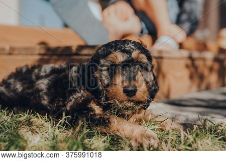 Cute Two Month Old Cockapoo Puppy Caught Eating Grass In The Garden, Looking At The Camera, Selectiv