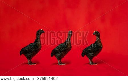 Three Black Chicken Stands On The Row In Front Of Red Cloth Background.
