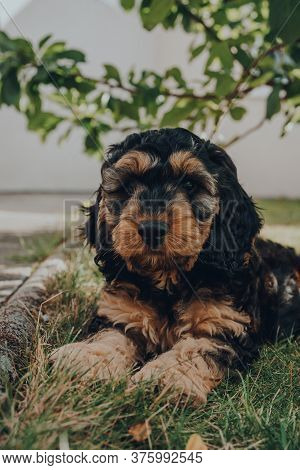Portrait Of A Cute Two Month Old Cockapoo Puppy Relaxing Under A Tree In The Garden, Looking At The 
