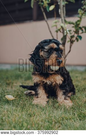 Cute Two Month Old Cockapoo Puppy In A Garden, Holding Ping Pong Ball He Stole While The Owners Were