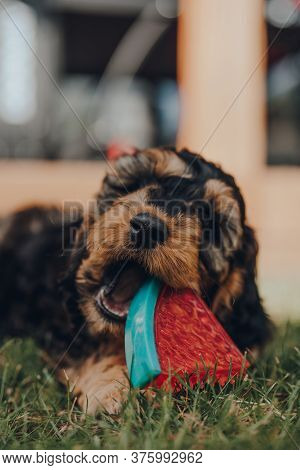 Cute Two Month Old Cockapoo Puppy Playing With A Watermelon Slice-shaped Chewy Toy In A Garden, Sele