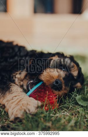 Cute Two Month Old Cockapoo Puppy Playing With A Watermelon Slice-shaped Chewy Toy In A Garden, Sele