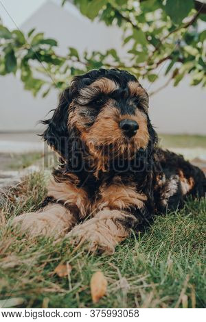 Portrait Of A Two Month Old Cockapoo Puppy Relaxing On A Grass In The Garden, Looking To The Side, S
