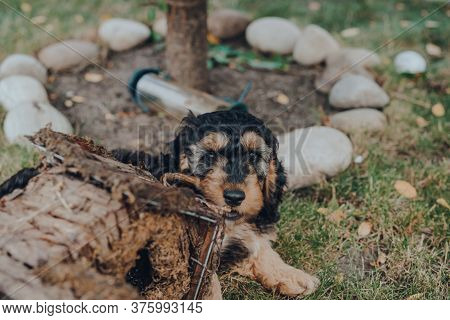 Cheeky Two Month Old Cockapoo Puppy Chewing A Wooden Bird House In The Garden, Selective Focus.