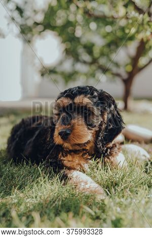 Portrait Of A Two Month Old Cockapoo Puppy Relaxing On A Grass In The Garden, Looking To The Side, S