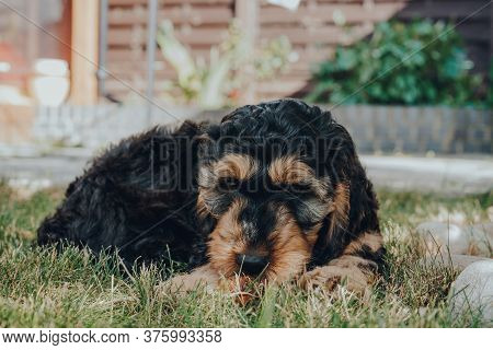 Cheeky Two Month Old Cockapoo Puppy Relaxing On A Grass In The Garden, Looking At The Camera, Select