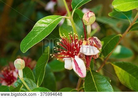 Flowers On A Acca Sellowiana, An Evergreen, Perennial Shrub Or Small Tree. Also Called Feijoa, Pinea