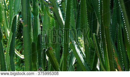 Big Euphorbia canariensis tall green cactus. 