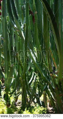 Big Euphorbia canariensis tall green cactus. 