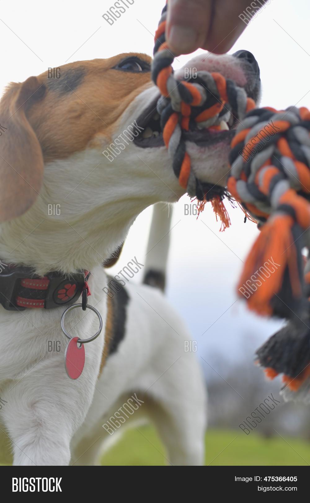 Beagle Dog Toy Mouth. Image & Photo (Free Trial) Bigstock