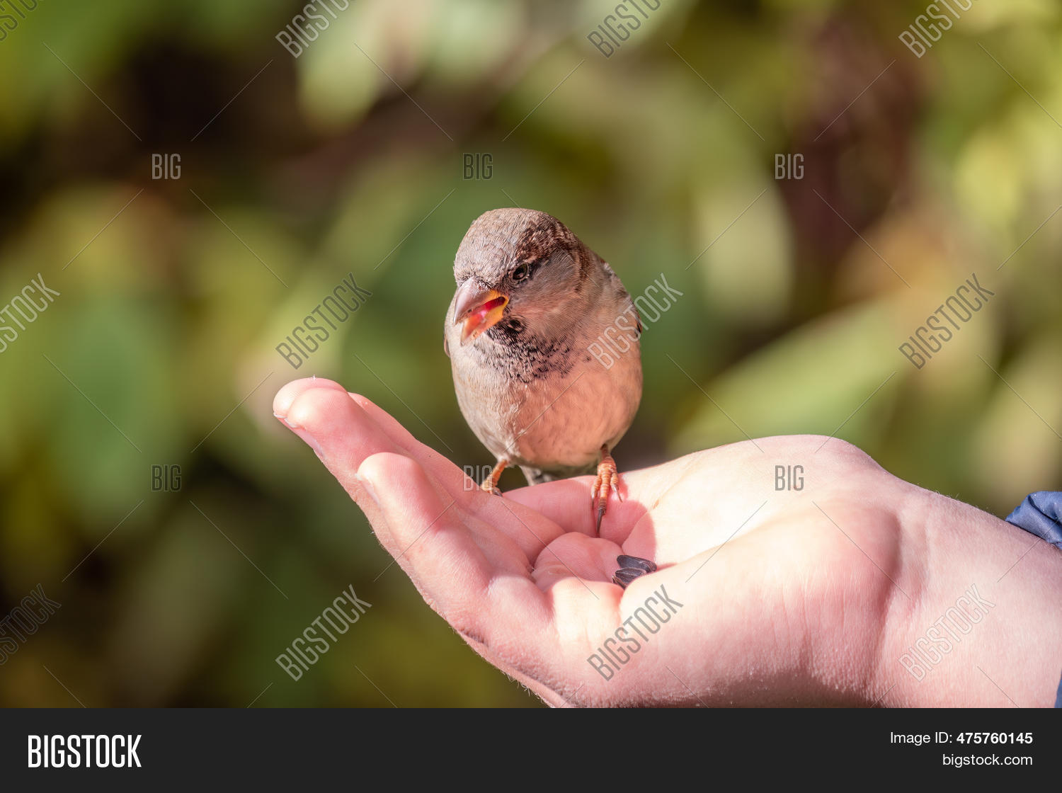 Boy Feeds Birds Seeds Image & Photo (Free Trial) Bigstock