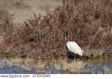 A Little Egret Standing Near Water In Camargue, Sunny Day In Springtime, Camargue (provence, France)