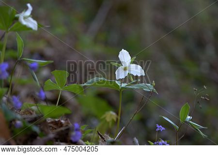 White Trilliums Blooming With Violets, Early Spring