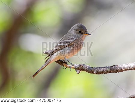 This Gray Flycatcher Perched Nicely On A Branch In A Colorado Canyon.