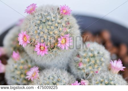 Mammillaria Carmenae ,mammillaria Or Cactus Or Succulent Or Mammillaria Carmenae With Pink Flowers