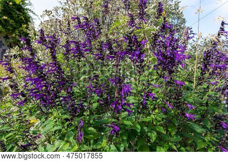 Salvia Amistad Flowers