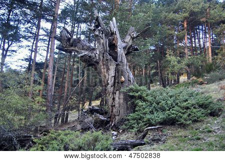 destruction of the forest