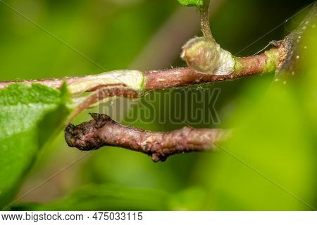 A Geometer Moth Caterpillar Mimics A Twig, Making It Extra Difficult For Predators To Spot. Front Pr